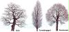 baum buch 7_2